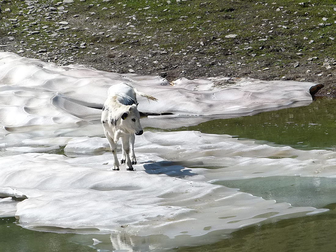 Mucca preoccupata al Moncenisio - 07.08.18 #fotodelgiorno di Anna Gelmetti